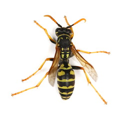 European wasp, Polistes associus, isolated on white background, top view