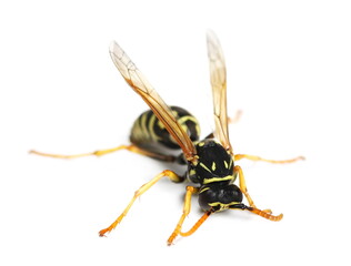 European wasp, Polistes associus, isolated on white background, top view