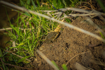 frog in the summer on the pond. amphibia