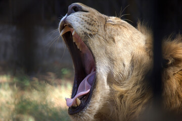 A closeup head-shot of an asiatic Lion