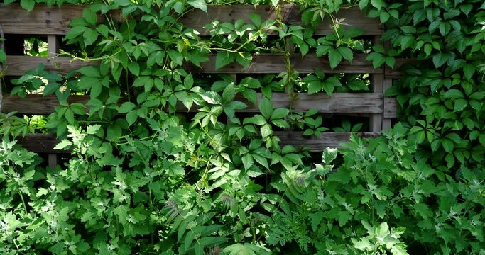Ivy grows in a summer garden on a wooden fence. green leaves . Natural hedge