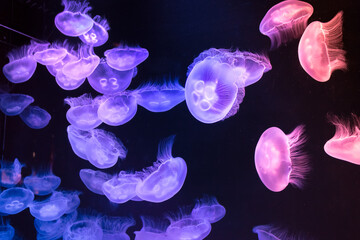 jellyfish in blue ocean © 율희 이