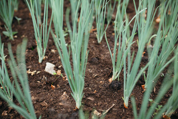 Obraz premium Closeup stalks of green onions growing out of the ground. Macro shot of plants in nature.