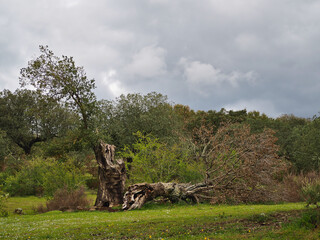 Dried cork oaks due to climate change