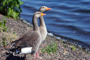 goose on the beach