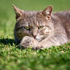 Naklejka na ściany i meble Portrait of a gray cat on the grass