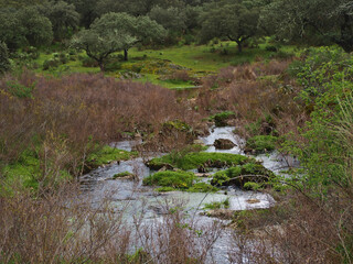 The Extremadura meadow in winter