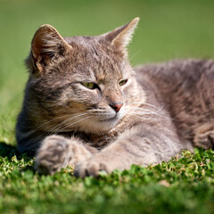 Naklejka na ściany i meble Portrait of a gray cat on the grass