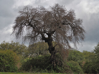 Gigantic dry oak by beetle