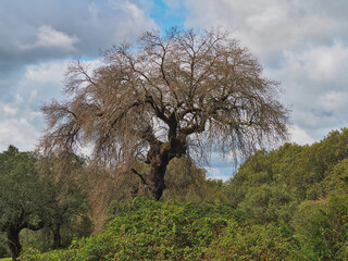 Gigantic dry oak by beetle
