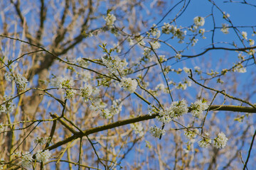 Blossom tree branches and flower against blue sky.