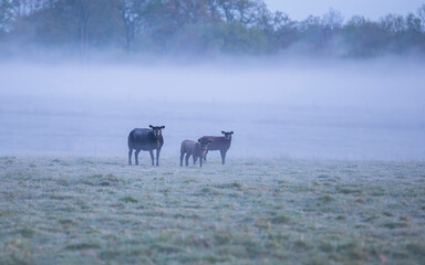 family of black sheep on misty pasture