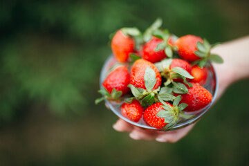 Closeup Female hand holds a transparent plate with freshly picked strawberries on a background of green plants.