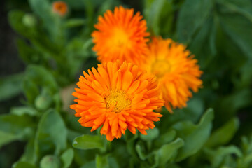 bright orange flowers of calendula