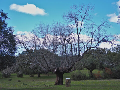 Gigantic oak in the pasture of Montehermoso