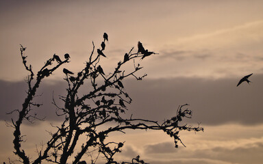Swallows backlit on dry tree