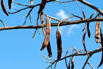 bauhinia pods in front of blue sky