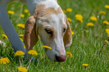 Close up view of a Porcelaine dogs head and eyes following a scent in a dandelion field.  