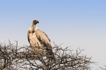 White-backed vulture (Gyps africanus) perched on top of a tree in a Nature Reserve, Namibia