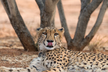 Cheetah resting at sunset in Okonjima Nature Reserve, Namibia. Shallow depth of field.