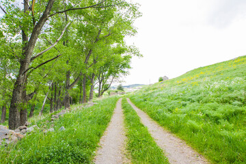 Fototapeta premium The village road, summer time, travel background.