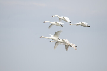 White swans fly in the sky during migration. They land down.