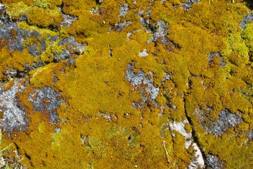 Close up o green moss