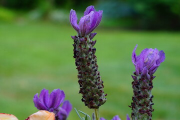 Obraz na płótnie Canvas Fragrant purple French lavender flowers growing in the garden