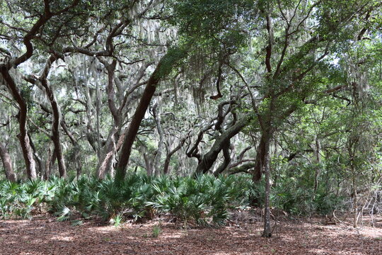 Florida cypress forest