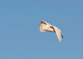 seagull in flight