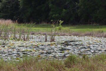 Close up of lily pad pond