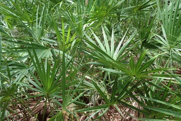 Close up of palm leaves