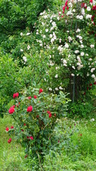 Fototapeta Pnącze kwiatu białej róży, krzew kwiatu czerwonej róży obraz