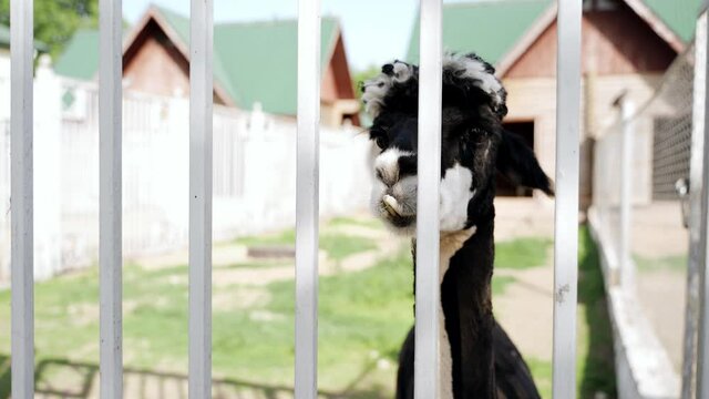 Zoo: Alpaca in the zoo behind bars