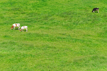 Three cows grazing in a large green field