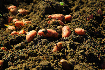 Red potatoes digged and removed from the ground