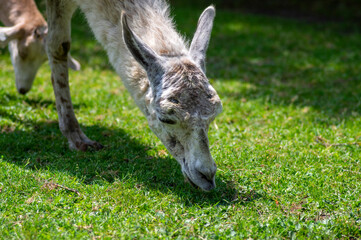 llama Lama glama portrait, beautiful hairy animal with amazing big eyes, light cream brown white color