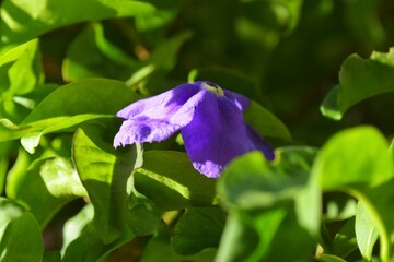 Little purple flower surrounded by green leaves.