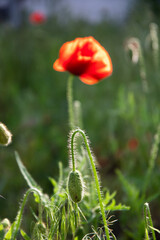 Red poppy on the lawn in the garden on a summer day.