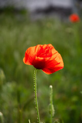 Red poppy on the lawn in the garden on a summer day.