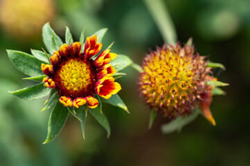 Gaillardia aristata flowering wild plant, red and yellow blanketflower in bloom