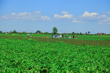 Green tea plantation and farmers working in it