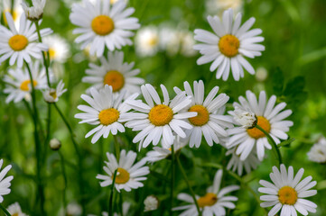 Obraz na płótnie Canvas Leucanthemum vulgare meadows wild oxeye daisy flowers with white petals and yellow center in bloom, flowering beautiful plants