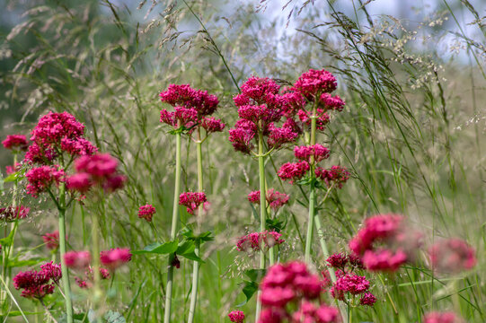 Centranthus ruber flowering plant, bright red pink flowers in bloom, green stem and leaves, ornamental flower