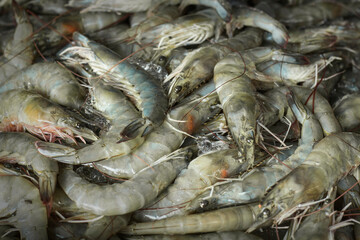 Fresh shrimp in seafood market