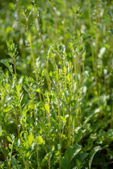 Arugula ripening on a garden bed on a sunny morning.