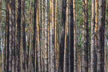 Coniferous forest. Slender trunks of pines. Vertical lines in nature. Pine forest. Wood background. Screensaver on the theme of nature. Parallel lines. Texture of tree bark. Geometry in nature.