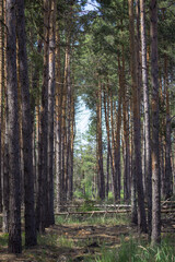 Landscape of pine forest. Broken trees. Sunlight among the trees. Trunks of tall trees. Beauty of nature. Screensaver on the theme of nature. Forest idyll. Piled pines. Geometry in nature. Fresh air.