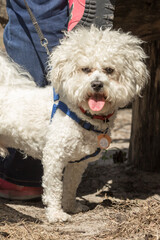 Little white dog. Pet breed Bichon. A lap-dog as an animal for an apartment and a family. Good-natured puppy. Walk with the dog. How to help a pet in the heat. Puppy with sticking out tongue.