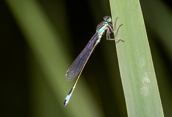 close-up view of a small dragonfly - damselfly in natural habitat